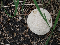 nte Rinatu-20110615 056